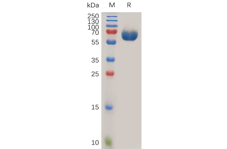 SDS-PAGE - Recombinant Human Tissue Factor Protein (Fc Tag) (A318021) - Antibodies.com