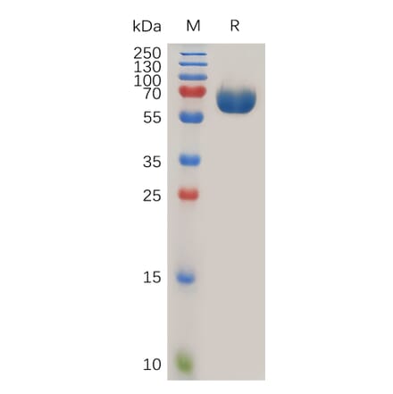 SDS-PAGE - Recombinant Human Tissue Factor Protein (Fc Tag) (A318021) - Antibodies.com