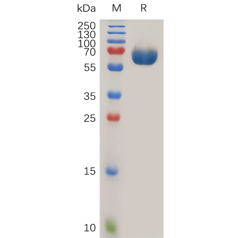 SDS-PAGE - Recombinant Human Tissue Factor Protein (Fc Tag) (A318021) - Antibodies.com