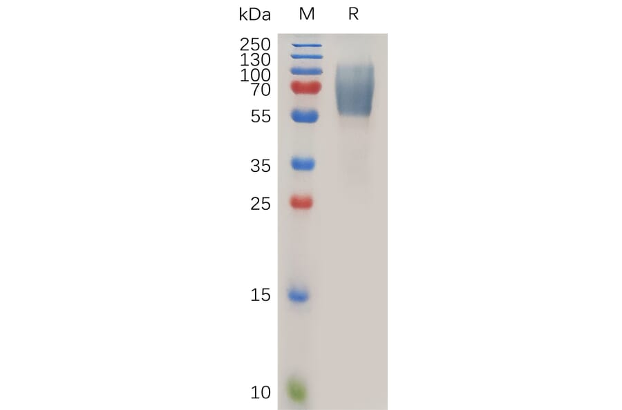 SDS-PAGE - Recombinant Human Endomucin Protein (Fc Tag) (A318023) - Antibodies.com