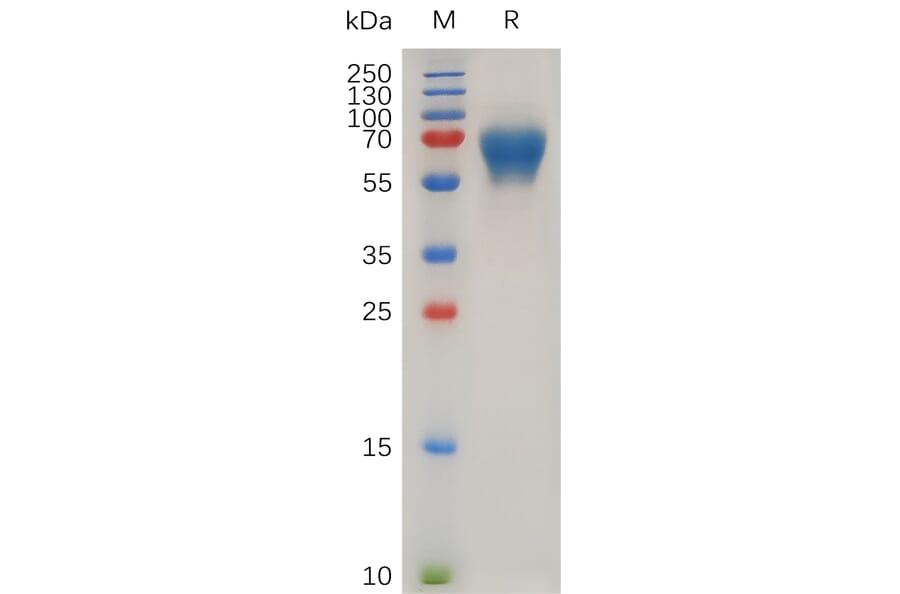 SDS-PAGE - Recombinant Human LIF Protein (Fc Tag) (A318028) - Antibodies.com