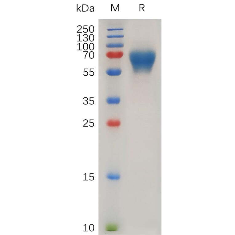 SDS-PAGE - Recombinant Human LIF Protein (Fc Tag) (A318028) - Antibodies.com