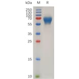 SDS-PAGE - Recombinant Human LIF Protein (Fc Tag) (A318028) - Antibodies.com