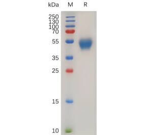 SDS-PAGE - Recombinant Human CD63 Protein (Fc Tag) (A318029) - Antibodies.com