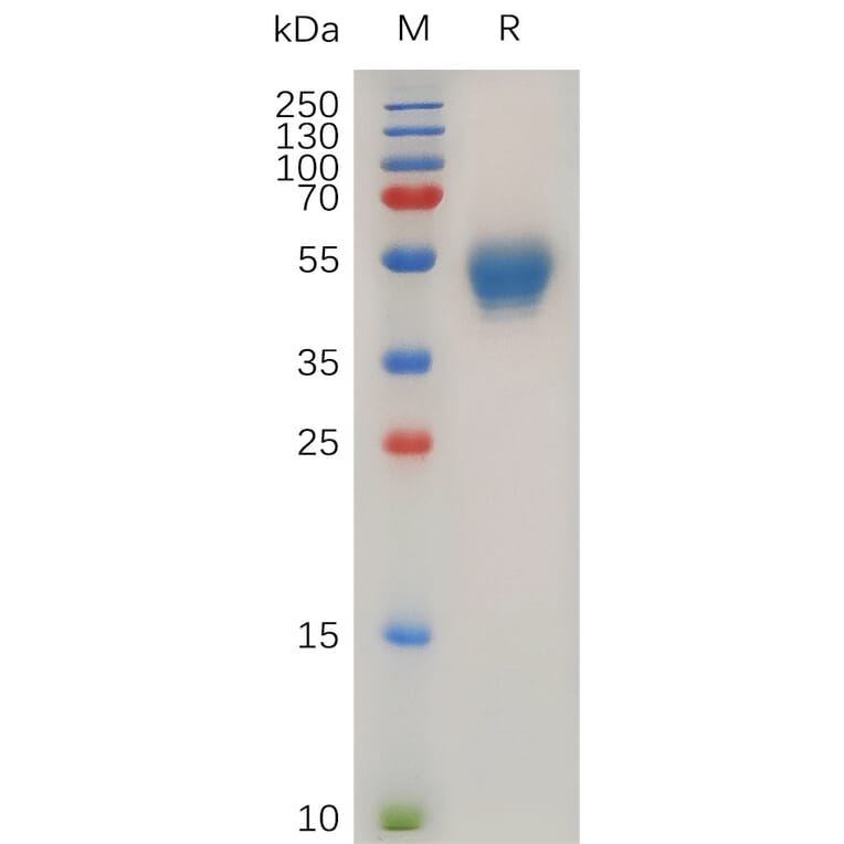 SDS-PAGE - Recombinant Human CD63 Protein (Fc Tag) (A318029) - Antibodies.com