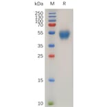 SDS-PAGE - Recombinant Human CD63 Protein (Fc Tag) (A318029) - Antibodies.com