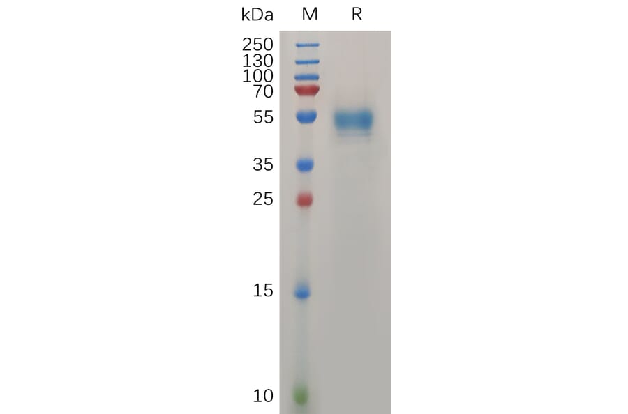 SDS-PAGE - Recombinant Human Prion Protein PrP Protein (Fc Tag) (A318036) - Antibodies.com