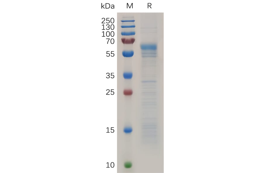 SDS-PAGE - Recombinant Human Prion Protein PrP Protein (Fc Tag) (A318037) - Antibodies.com