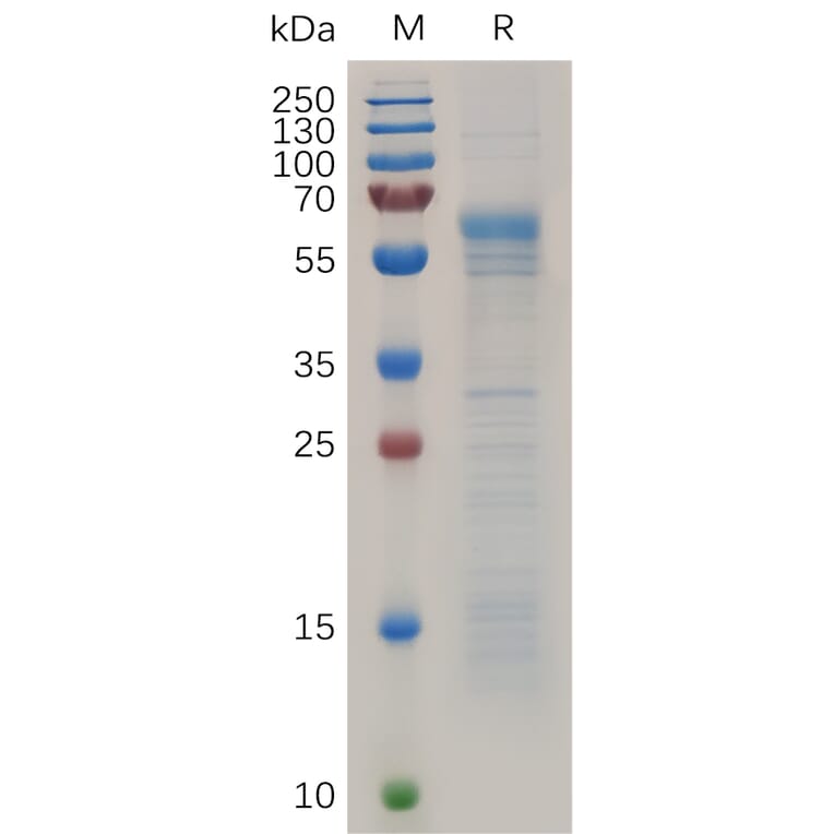SDS-PAGE - Recombinant Human Prion Protein PrP Protein (Fc Tag) (A318037) - Antibodies.com