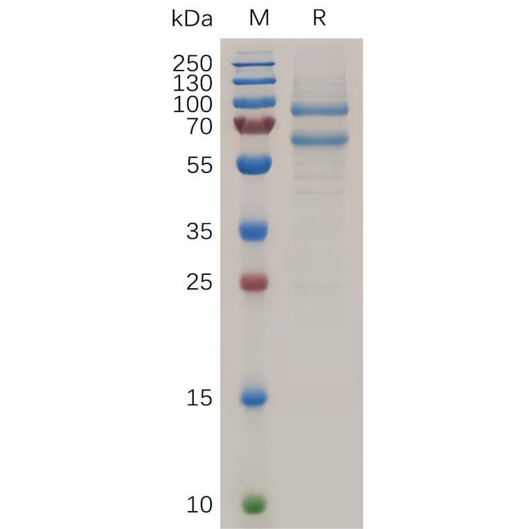 SDS-PAGE - Recombinant Human MS2 Protein (6×His Tag) (A318039) - Antibodies.com