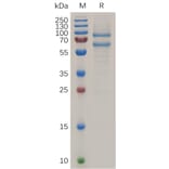 SDS-PAGE - Recombinant Human MS2 Protein (6×His Tag) (A318039) - Antibodies.com