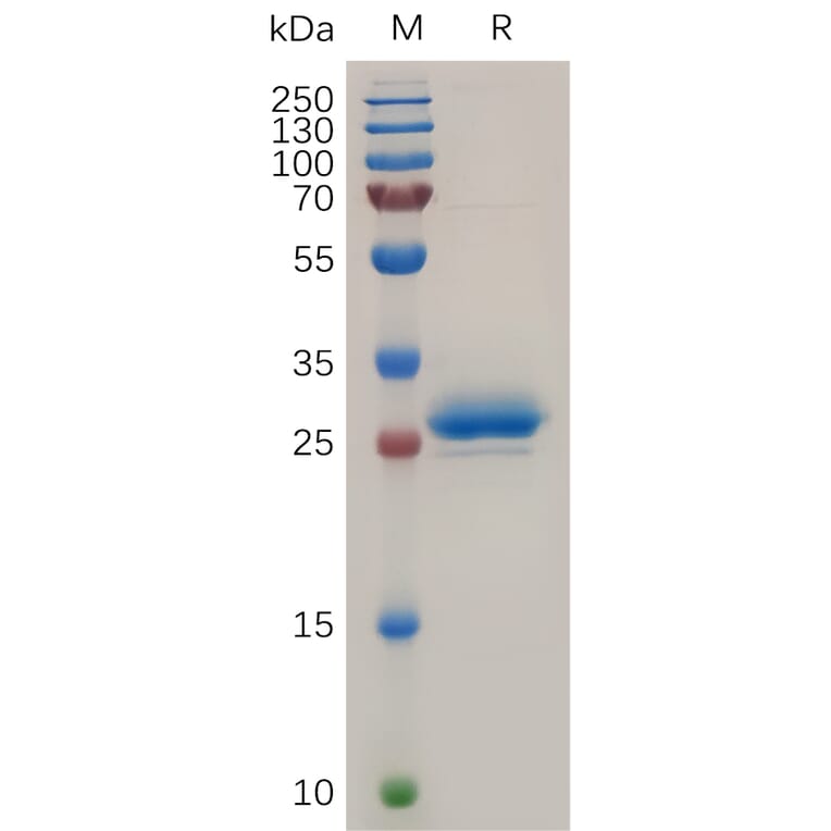 SDS-PAGE - Recombinant Human Mesothelin Protein (6×His Tag) (A318040) - Antibodies.com
