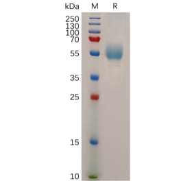 SDS-PAGE - Recombinant Human Glucagon Receptor Protein (Fc Tag) (A318042) - Antibodies.com