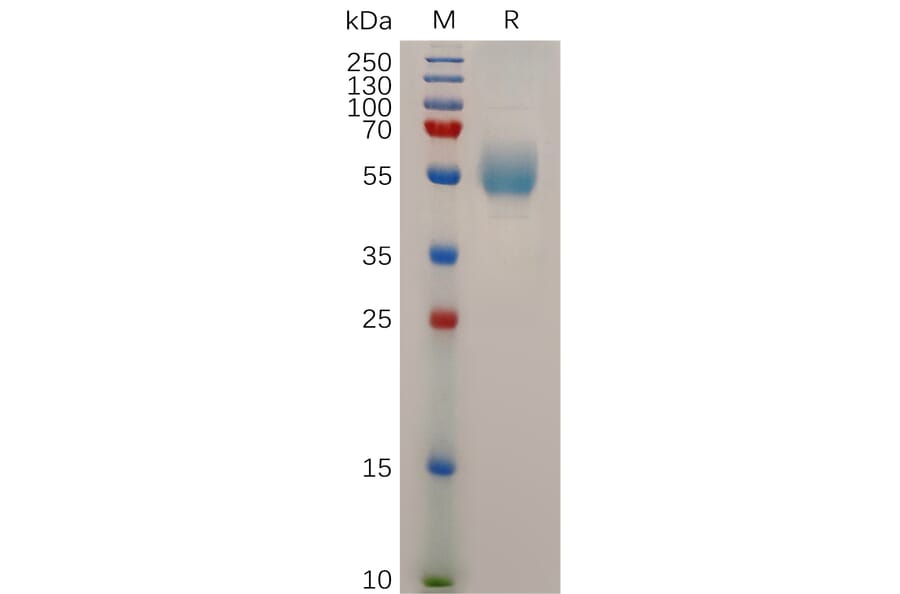 SDS-PAGE - Recombinant Human Glucagon Receptor Protein (Fc Tag) (A318042) - Antibodies.com