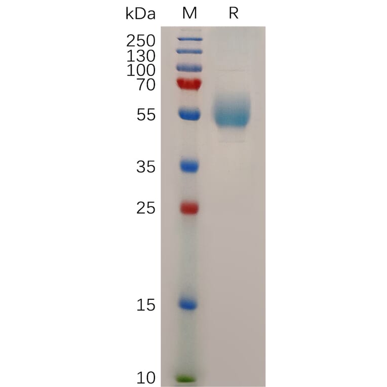 SDS-PAGE - Recombinant Human Glucagon Receptor Protein (Fc Tag) (A318042) - Antibodies.com
