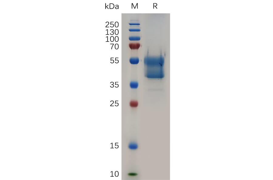 SDS-PAGE - Recombinant Human Glycophorin A Protein (Fc Tag) (A318047) - Antibodies.com