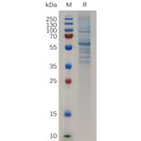 SDS-PAGE - Recombinant Human SCUBE2 Protein (Fc Tag) (A318048) - Antibodies.com