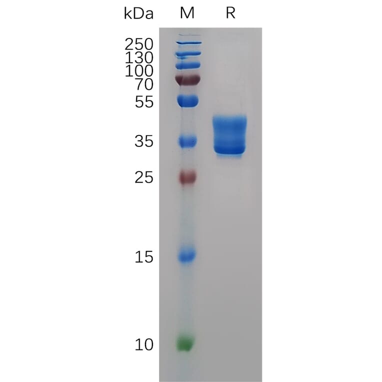 SDS-PAGE - Recombinant Human HCST Protein (Fc Tag) (A318051) - Antibodies.com