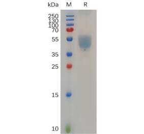 SDS-PAGE - Recombinant Human GPCR GPR75 Protein (Fc Tag) (A318053) - Antibodies.com