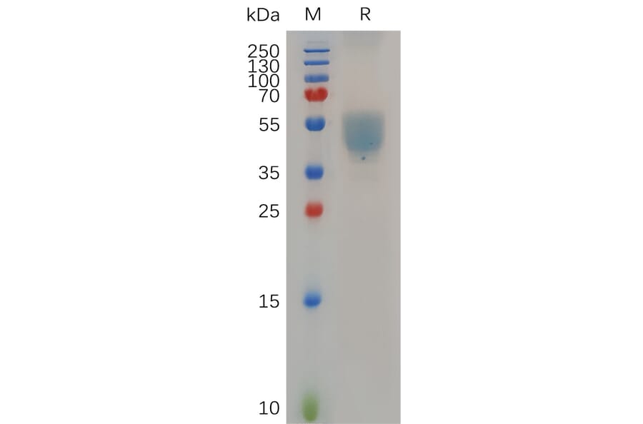 SDS-PAGE - Recombinant Human GPCR GPR75 Protein (Fc Tag) (A318053) - Antibodies.com
