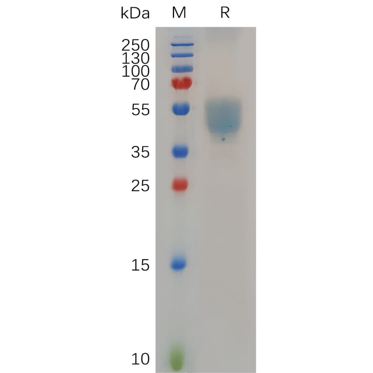 SDS-PAGE - Recombinant Human GPCR GPR75 Protein (Fc Tag) (A318053) - Antibodies.com