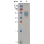 SDS-PAGE - Recombinant Human GPCR GPR75 Protein (Fc Tag) (A318053) - Antibodies.com
