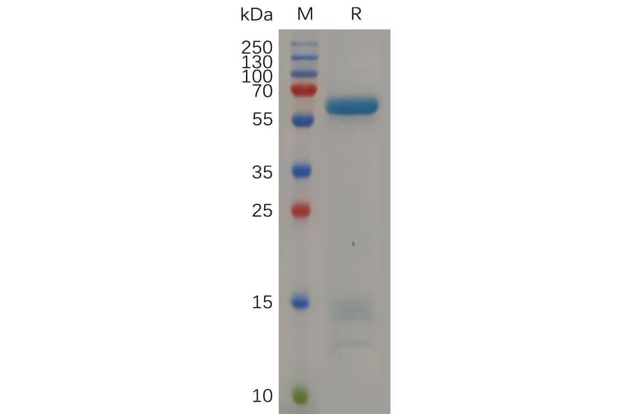 SDS-PAGE - Recombinant Human IGFBP7 Protein (Fc Tag) (A318055) - Antibodies.com
