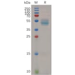 SDS-PAGE - Recombinant Human HBEGF/DTR Protein (Fc Tag) (A318059) - Antibodies.com