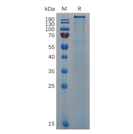 SDS-PAGE - Recombinant Human Teneurin-4 Protein (6×His Tag) (A318060) - Antibodies.com