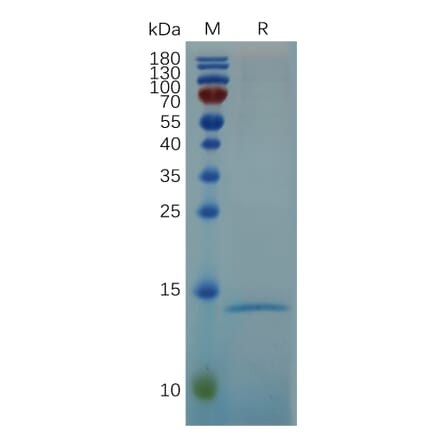 SDS-PAGE - Recombinant Human RNASE4 Protein (6×His Tag) (A318067) - Antibodies.com