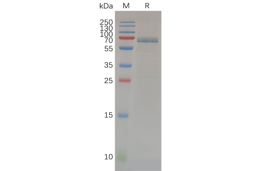 SDS-PAGE - Recombinant Human MMP14 Protein (Fc Tag) (A318070) - Antibodies.com