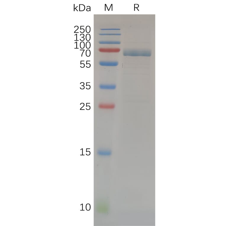 SDS-PAGE - Recombinant Human MMP14 Protein (Fc Tag) (A318070) - Antibodies.com