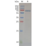 SDS-PAGE - Recombinant Human MMP14 Protein (Fc Tag) (A318070) - Antibodies.com