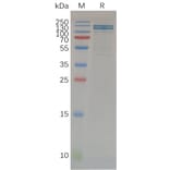 SDS-PAGE - Recombinant Human E Cadherin Protein (Fc Tag) (A318071) - Antibodies.com