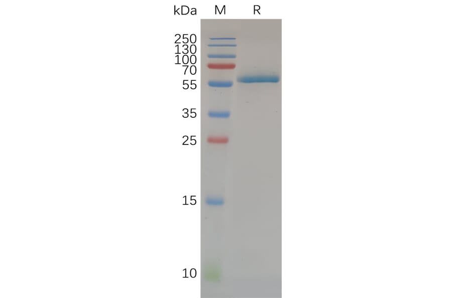 SDS-PAGE - Recombinant Human CD32a Protein (H167 variant) (Fc Tag) (A318072) - Antibodies.com