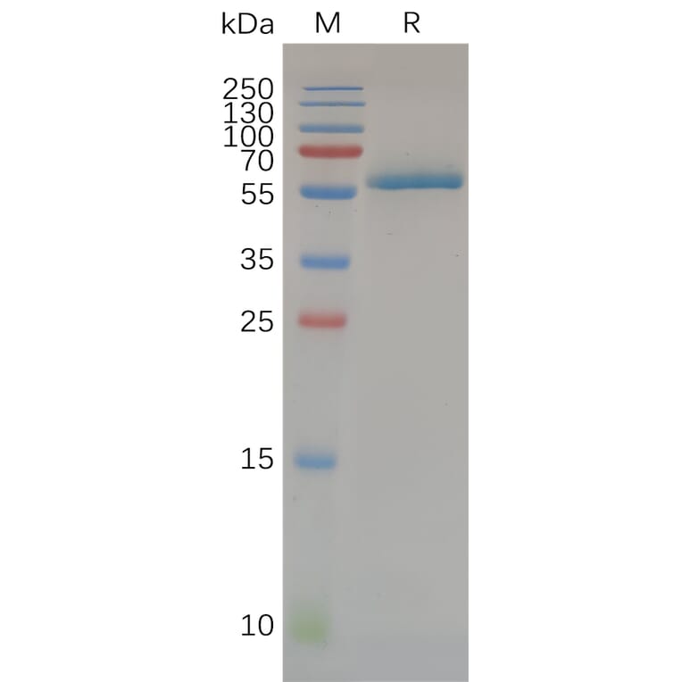SDS-PAGE - Recombinant Human CD32a Protein (H167 variant) (Fc Tag) (A318072) - Antibodies.com