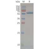 SDS-PAGE - Recombinant Human CD32a Protein (H167 variant) (Fc Tag) (A318072) - Antibodies.com