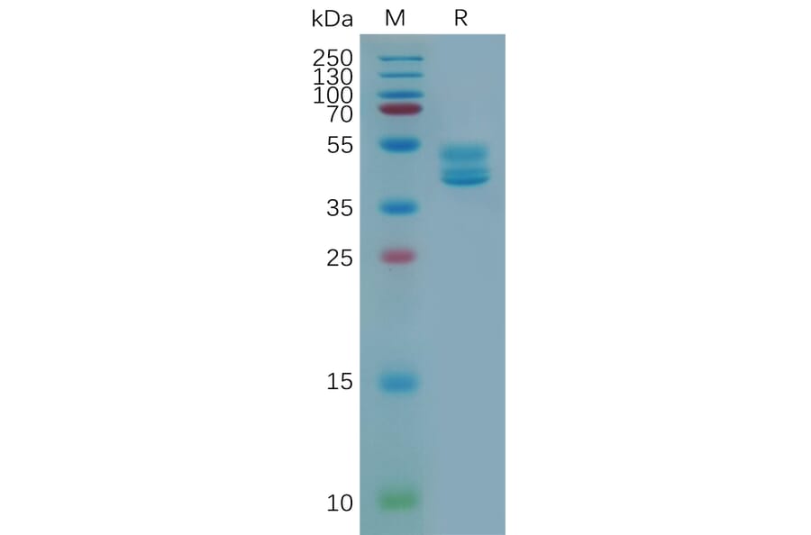 SDS-PAGE - Recombinant Human GPCR C5L2 Protein (Fc Tag) (A318076) - Antibodies.com