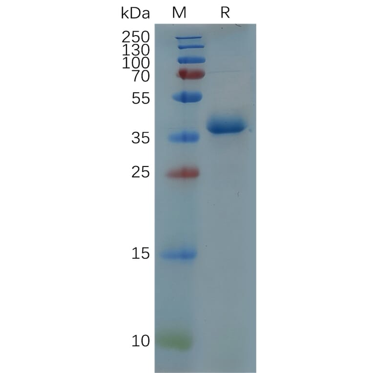 SDS-PAGE - Recombinant Human GFAP Protein (Fc Tag) (A318078) - Antibodies.com