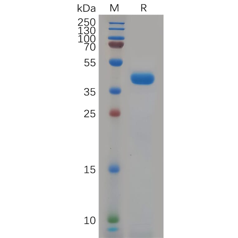 SDS-PAGE - Recombinant Human KCNK9 Protein (Fc Tag) (A318080) - Antibodies.com