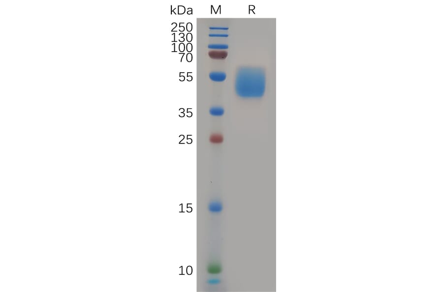 SDS-PAGE - Recombinant Human GPCR GPR87 Protein (Fc Tag) (A318082) - Antibodies.com