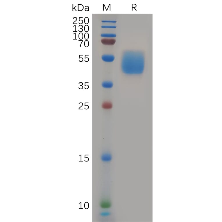 SDS-PAGE - Recombinant Human GPCR GPR87 Protein (Fc Tag) (A318082) - Antibodies.com