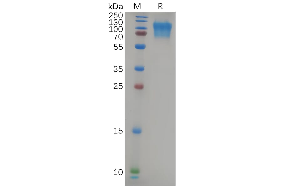 SDS-PAGE - Recombinant Human CD164 Protein (Fc Tag) (A318088) - Antibodies.com