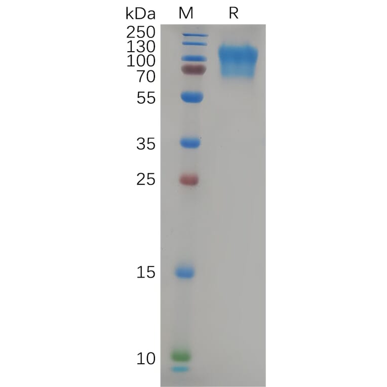 SDS-PAGE - Recombinant Human CD164 Protein (Fc Tag) (A318088) - Antibodies.com