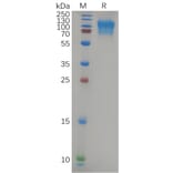 SDS-PAGE - Recombinant Human CD164 Protein (Fc Tag) (A318088) - Antibodies.com