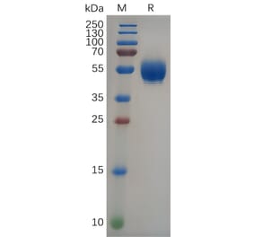 SDS-PAGE - Recombinant Human IL-22 Protein (Fc Tag) (A318092) - Antibodies.com
