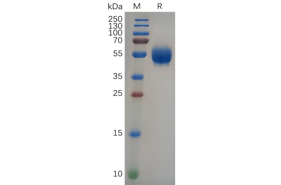 SDS-PAGE - Recombinant Human IL-22 Protein (Fc Tag) (A318092) - Antibodies.com
