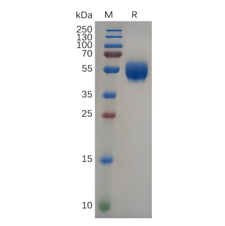 SDS-PAGE - Recombinant Human IL-22 Protein (Fc Tag) (A318092) - Antibodies.com