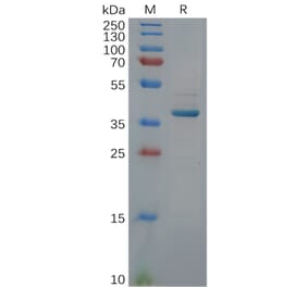 SDS-PAGE - Recombinant Human GDF15 Protein (Fc Tag) (A318114) - Antibodies.com