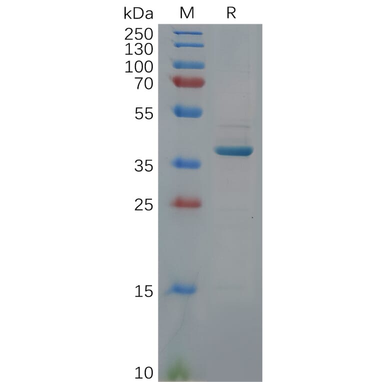 SDS-PAGE - Recombinant Human GDF15 Protein (Fc Tag) (A318114) - Antibodies.com